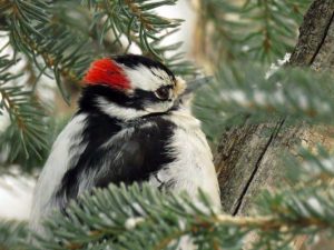 Downy woodpecker taking shelter in spruce tree.