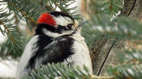 Downy woodpecker taking shelter in spruce tree.