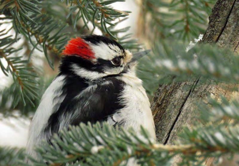 Downy woodpecker taking shelter in spruce tree.