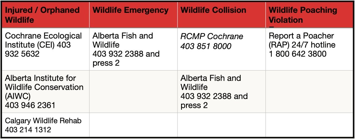 Injured / Orphaned Wildlife Wildlife Emergency Wildlife Collision Wildlife Poaching Violation Cochrane Ecological Institute (CEI) 403 932 5632 Alberta Fish and Wildlife 403 932 2388 and press 2 RCMP Cochrane 403 851 8000 Emergency Report a Poacher (RAP) 24/7 hotline 1 800 642 3800 Alberta Institute for Wildlife Conservation (AIWC) 403 946 2361 Alberta Fish and Wildlife 403 932 2388 and press 2 Calgary Wildlife Rehab 403 214 1312 