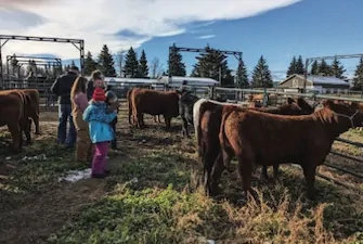 Millarville Stockland 4-H Members practice their Multi-judging skills at the Beef Weigh-In day on October 26TH at Black Diamond Land and Cattle Co.