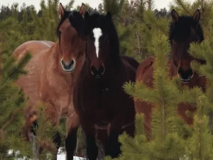 Three horses among small pine trees