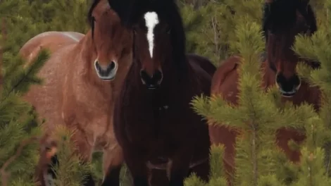 Three horses among small pine trees