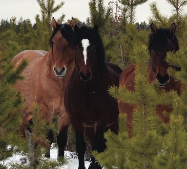 Three horses among small pine trees