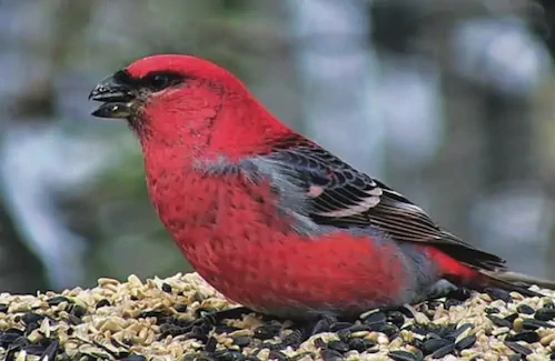 Bird: Pine Grosbeak (male)