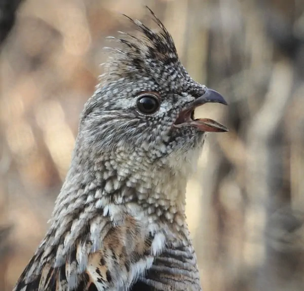 ON THE BEAT WITH A GROUSE Laura Griffin Jan 2025 High Country News