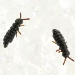 Springtails