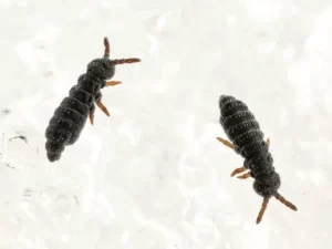 Springtails