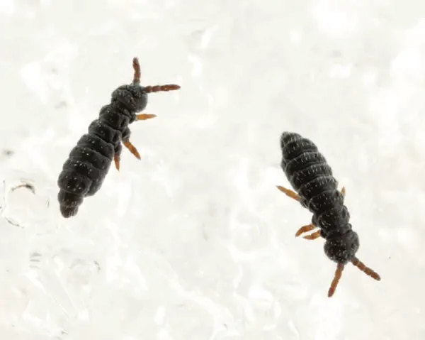 Springtails