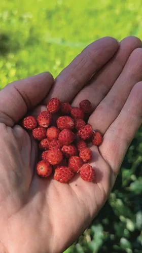 small wild strawberries in the palm of a hand