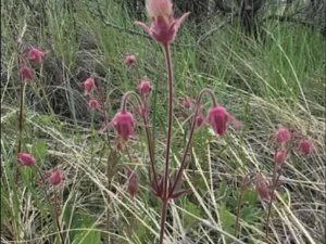 Old Man's Whiskers plant