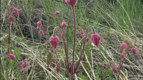 Old Man's Whiskers plant