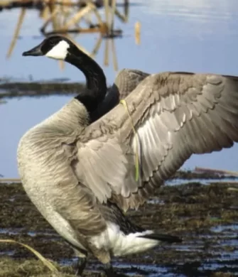 Canada Goose