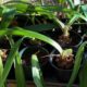 Small Amaryllis Plants - FREE